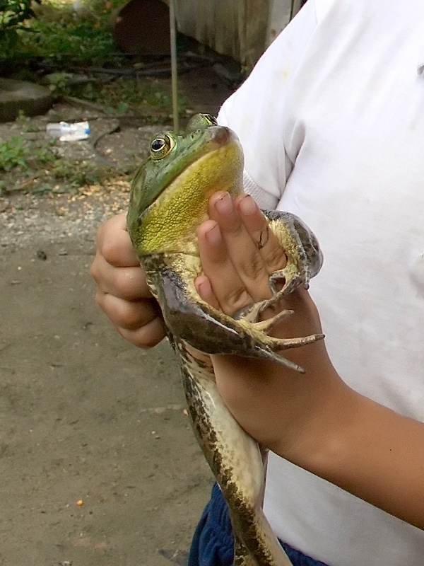 Fonds d'cran Animaux Grenouilles - Crapauds Nio con Rana