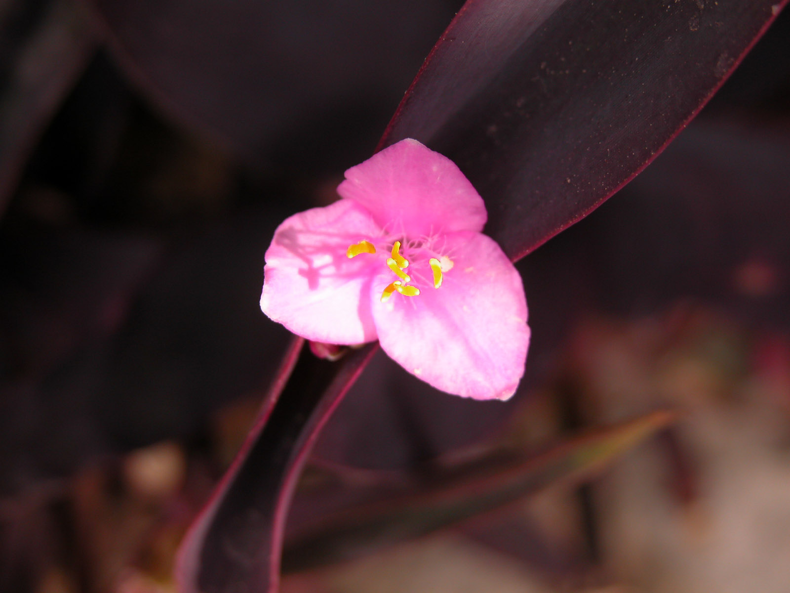 Fonds d'cran Nature Fleurs Litlle Flower