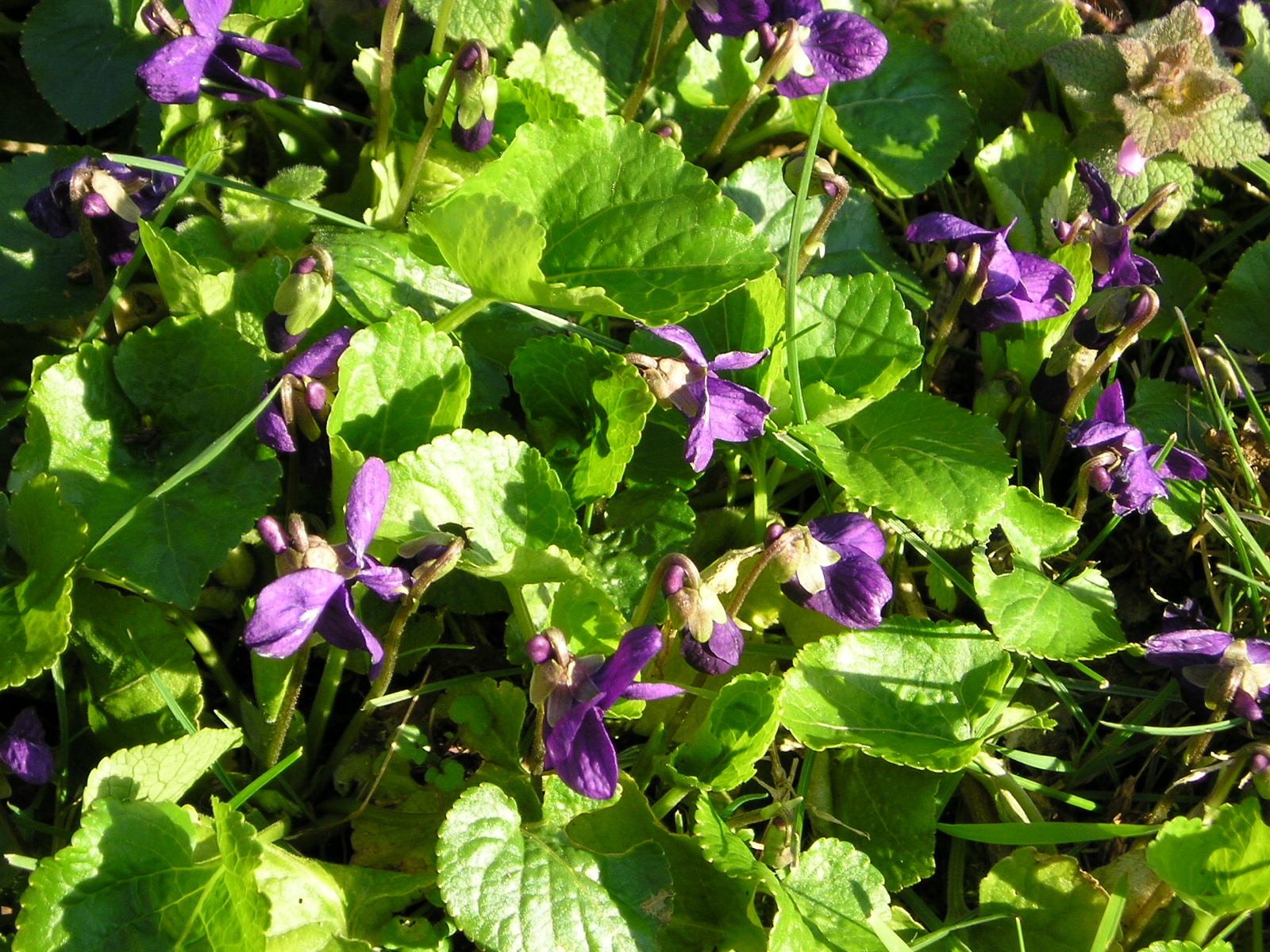 Fonds d'cran Nature Fleurs violettes