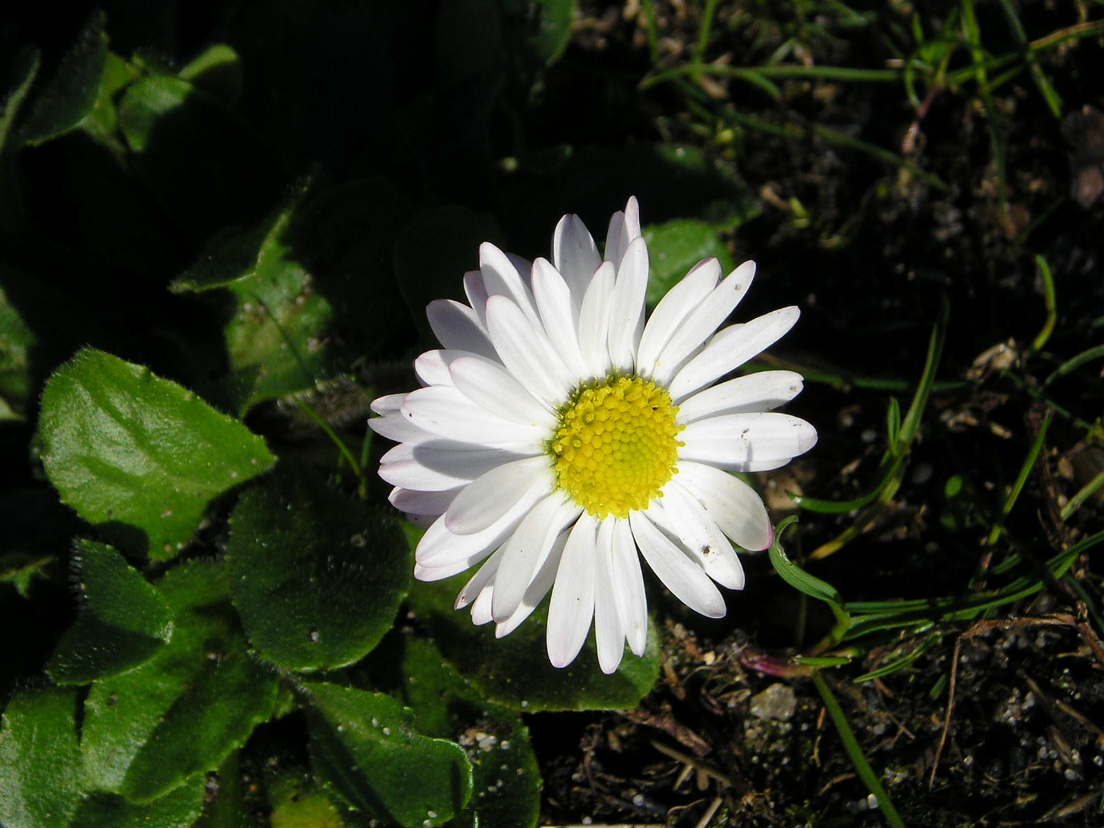 Wallpapers Nature Flowers paquerette