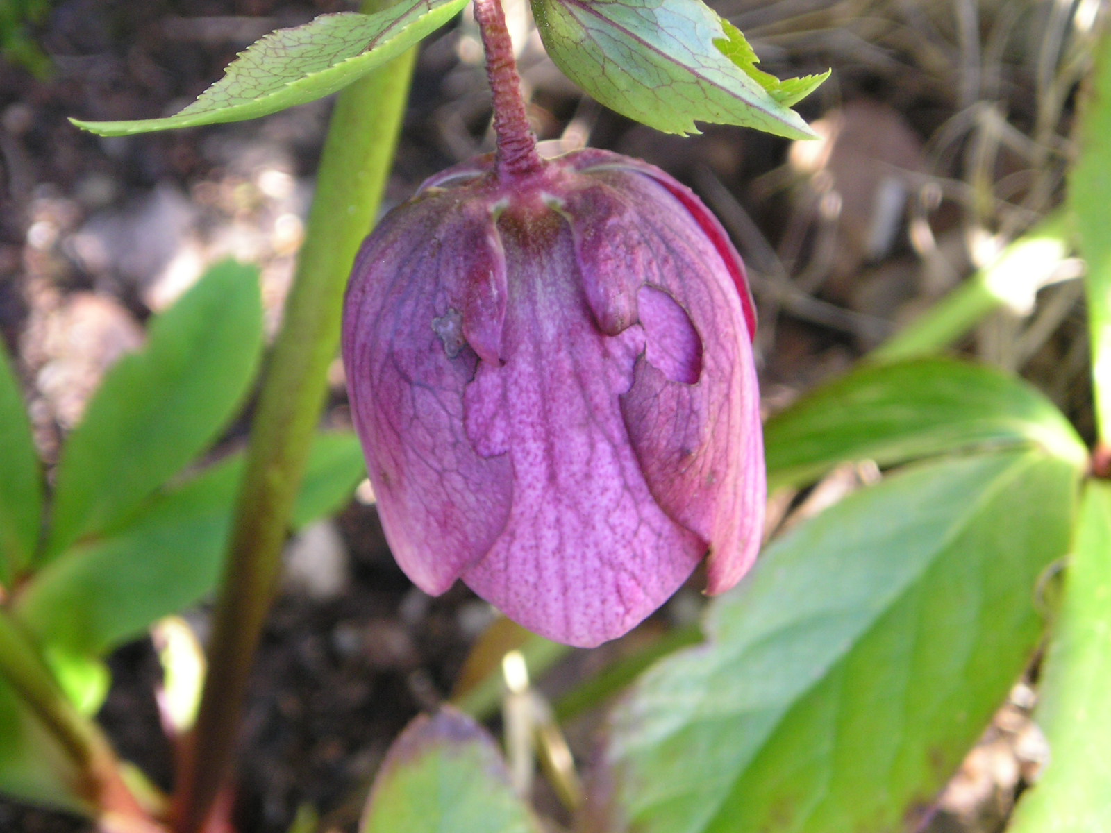 Fonds d'cran Nature Fleurs 