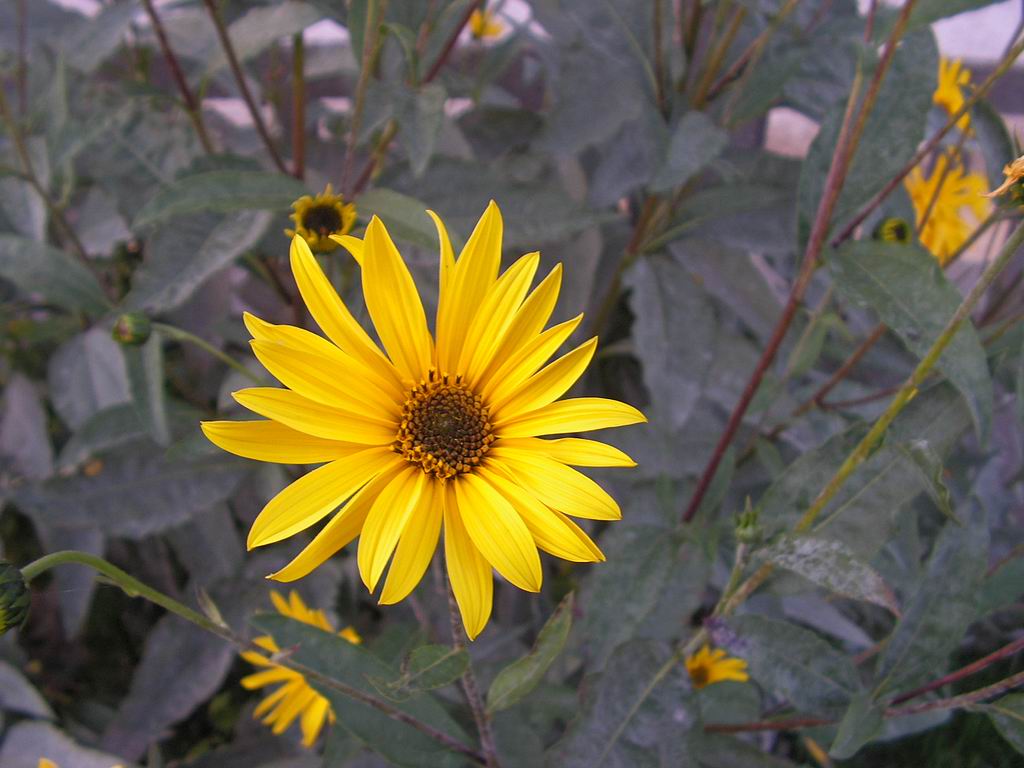 Fonds d'cran Nature Fleurs 