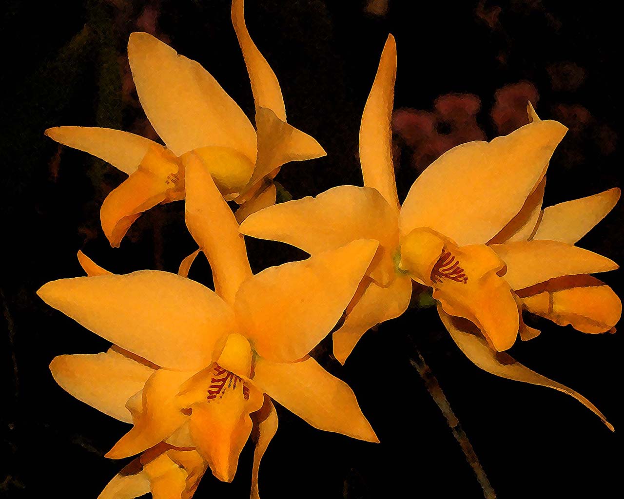 Fonds d'cran Nature Fleurs superbe orchide