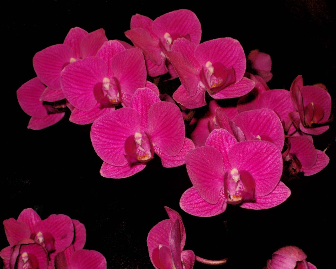 Fonds d'cran Nature Fleurs orchide phaleonopsis