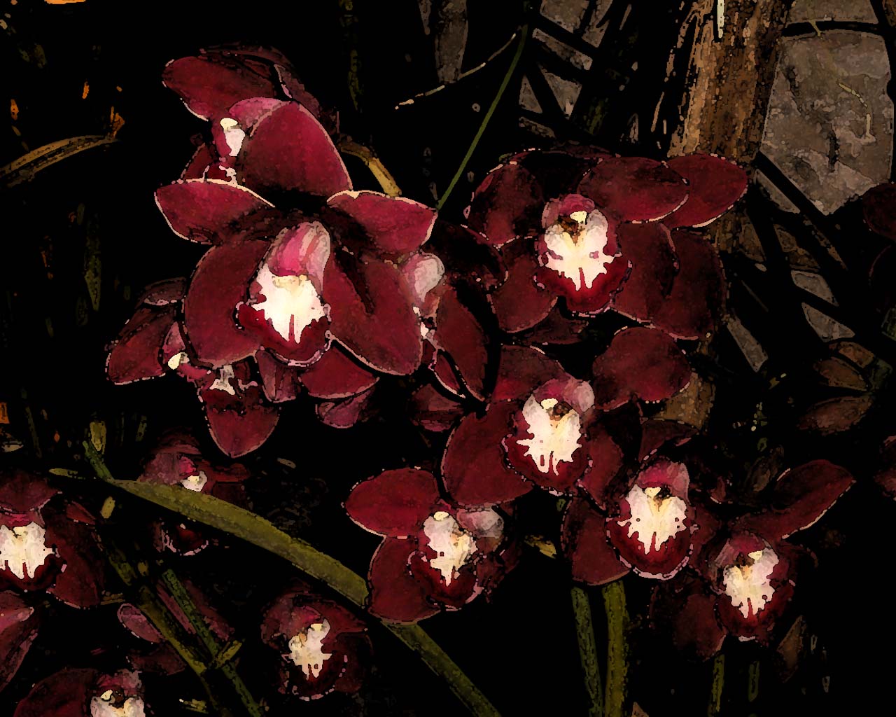 Wallpapers Nature Flowers orchide cymbidium