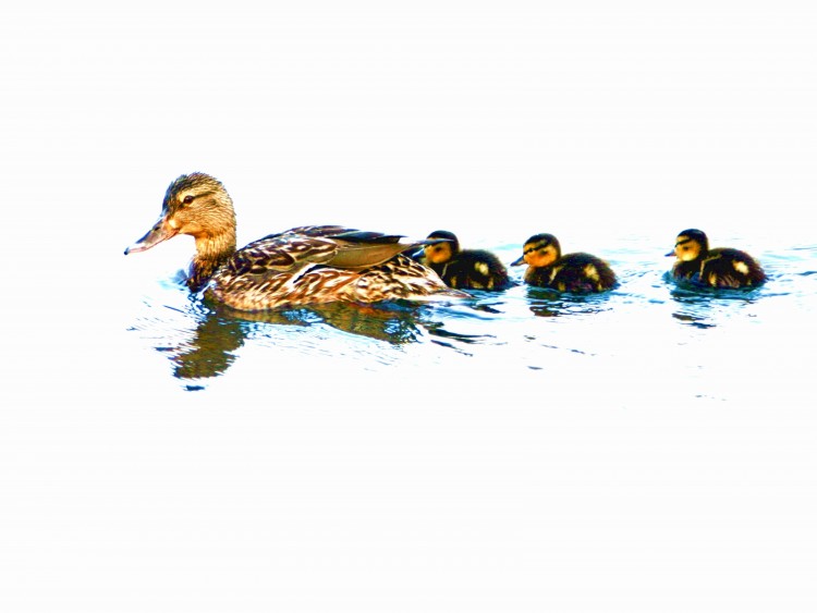 Wallpapers Animals Birds - Ducks Les colver