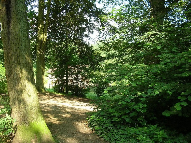 Fonds d'cran Nature Arbres - Forts Sous-bois