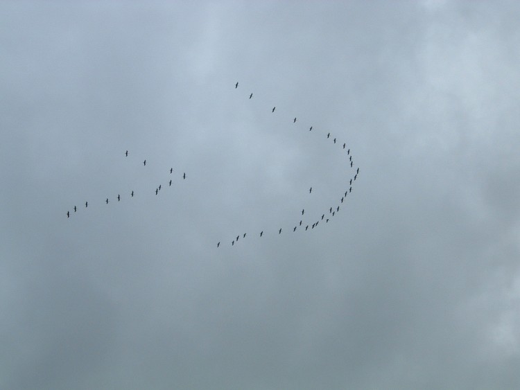 Wallpapers Animals Birds - Cranes passage de grues