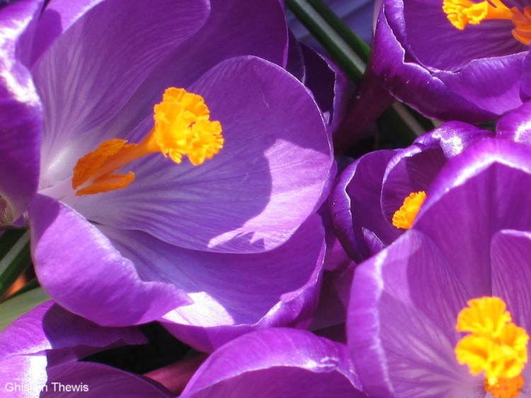 Fonds d'cran Nature Fleurs crocus