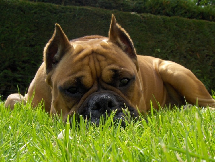 Fonds d'cran Animaux Chiens boxer