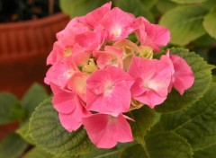 Fonds d'cran Nature Hortensia Rose