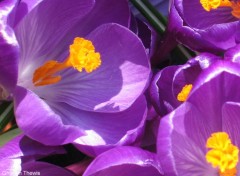 Fonds d'cran Nature crocus