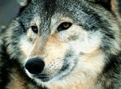 Wallpapers Animals Loup