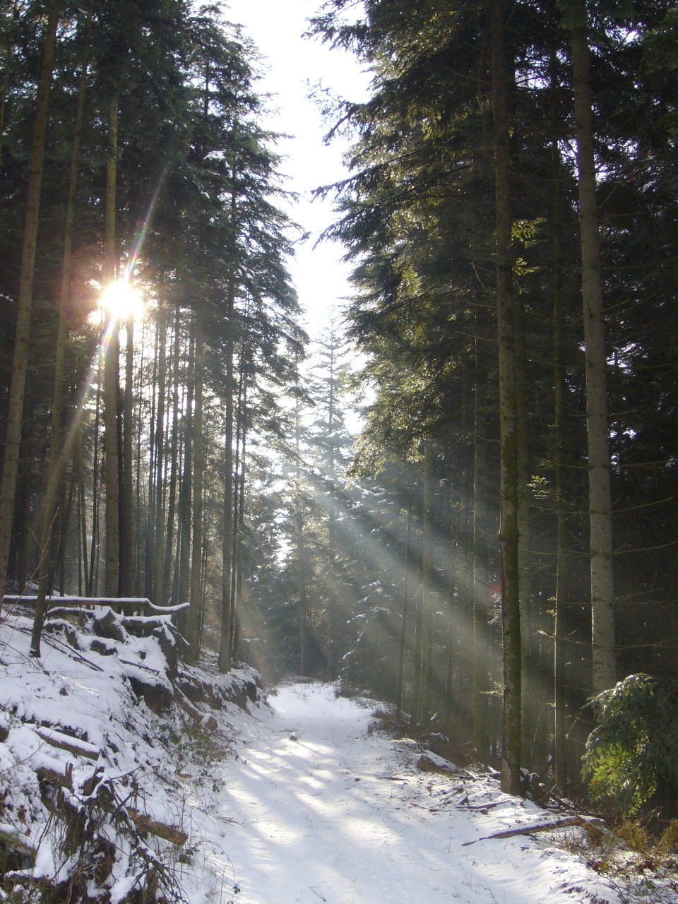 Fonds d'cran Nature Arbres - Forts 