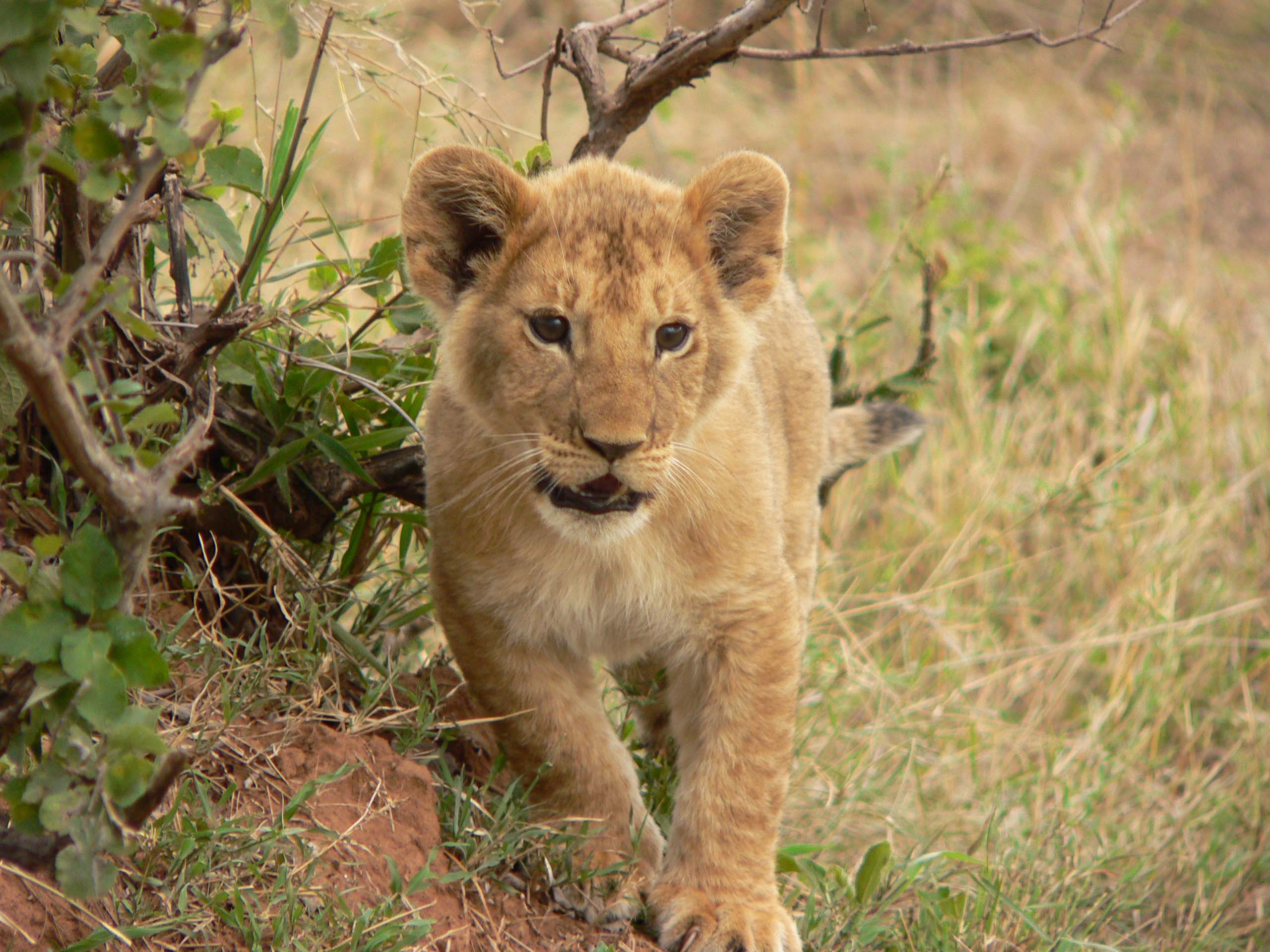 Fonds d'cran Animaux Flins - Lions baby lion