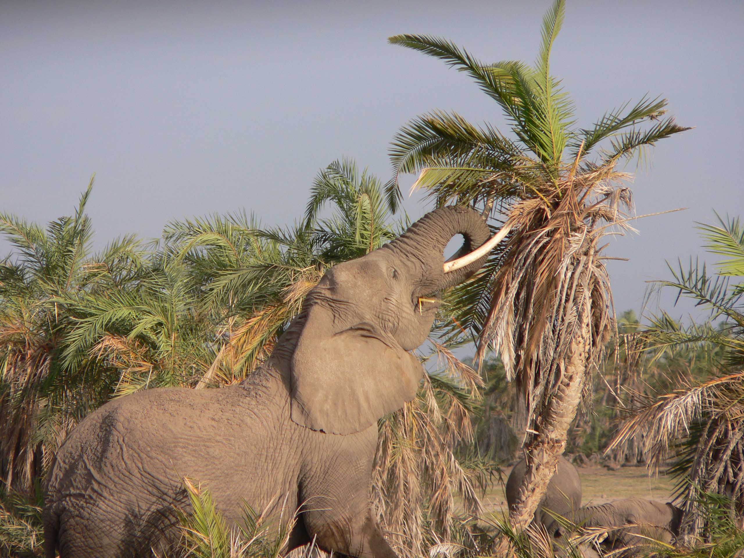 Wallpapers Animals Elephants miam miam