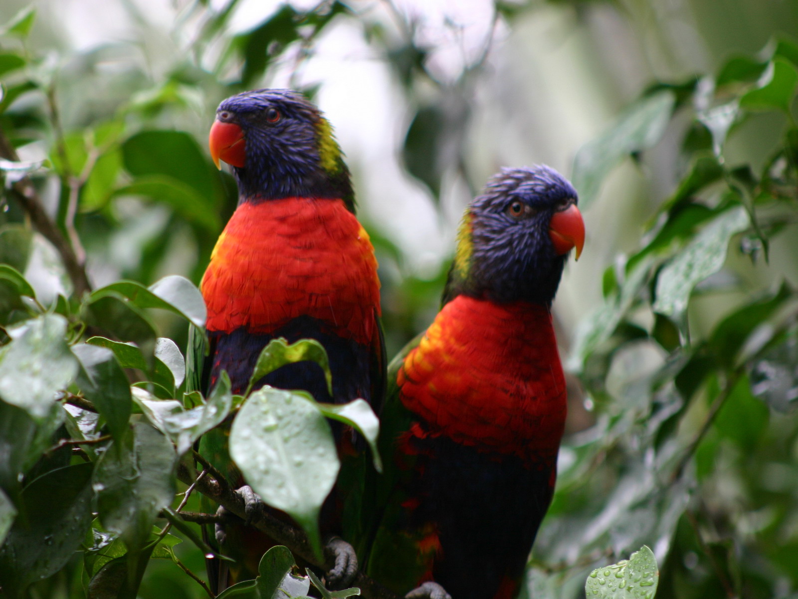 Wallpapers Animals Birds - Parrots 