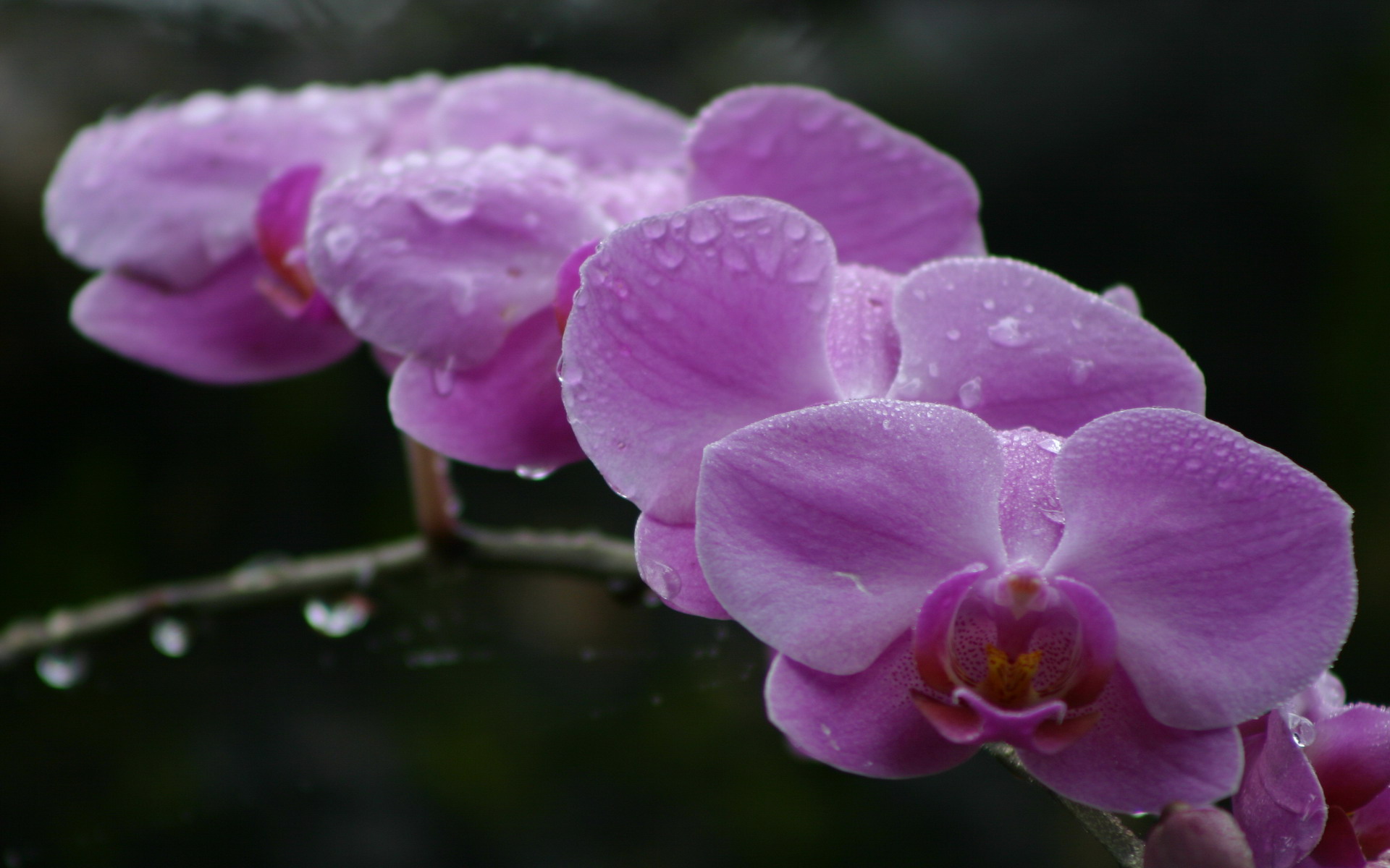 Fonds d'cran Nature Fleurs Orchide de Guadeloupe