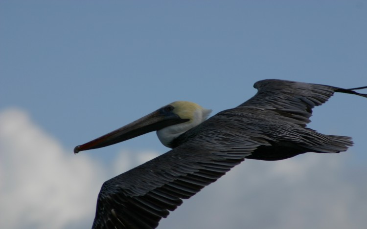 Fonds d'cran Animaux Oiseaux - Plicans plican de Guadeloupe