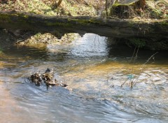 Fonds d'cran Nature La valoine