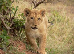 Fonds d'cran Animaux baby lion