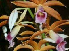 Fonds d'cran Nature orchide