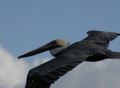 Fonds d'cran Animaux plican de Guadeloupe