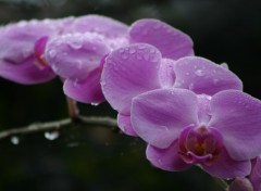 Fonds d'cran Nature Orchide de Guadeloupe