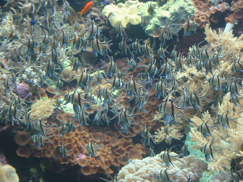 Fonds d'cran Animaux Vie marine - Poissons Banc de poissons exotiques