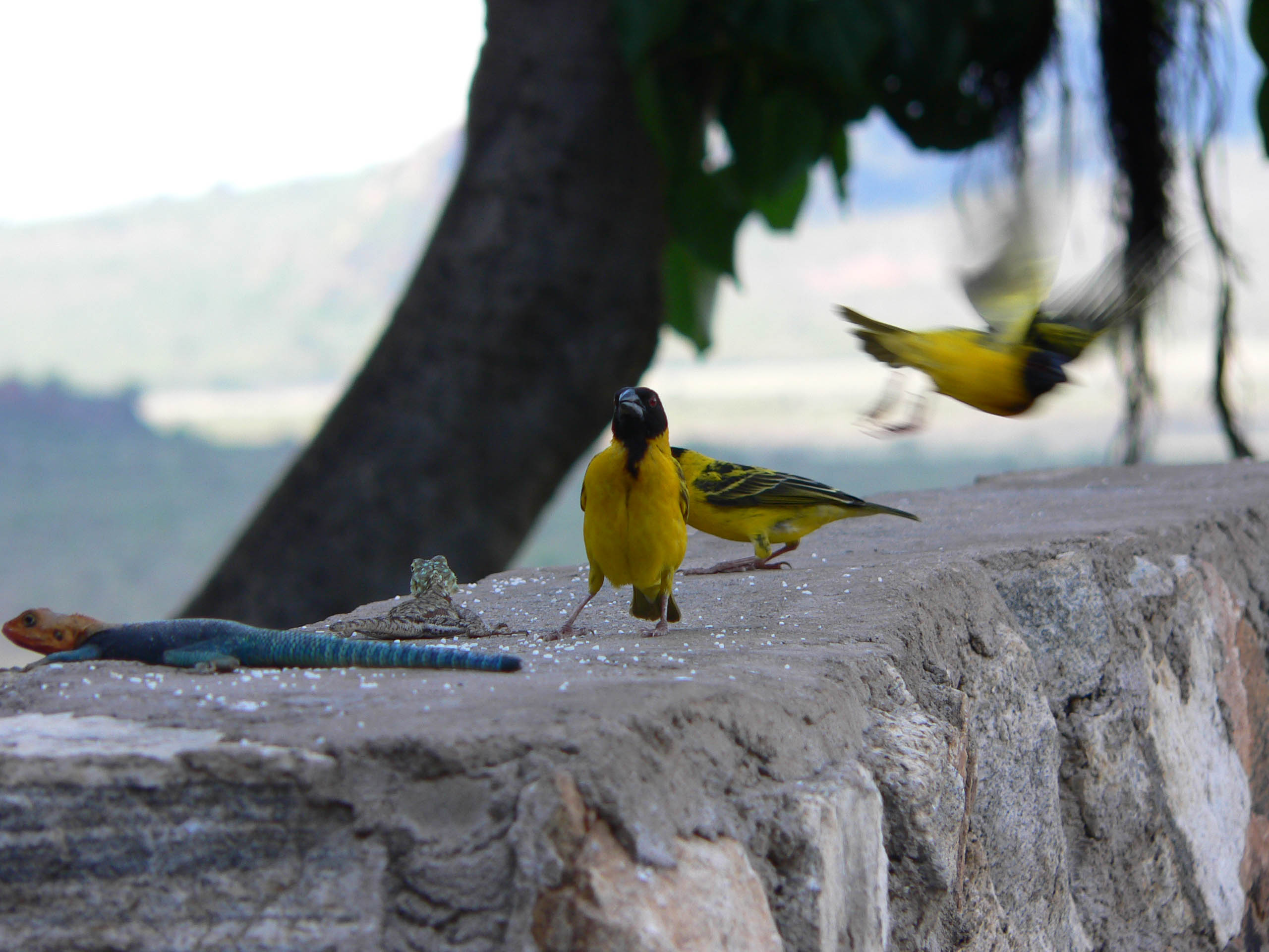 Wallpapers Animals Birds - Misc en plein vole