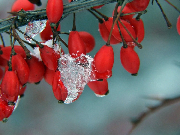 Fonds d'cran Nature Saisons - Hiver Saison du gel