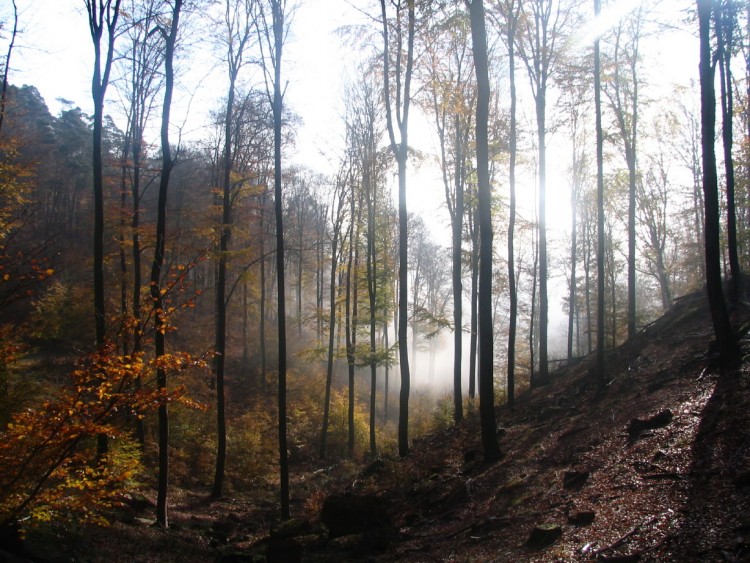 Wallpapers Nature Trees - Forests EN ALSACE