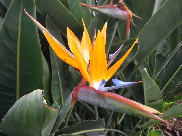 Fonds d'cran Nature Fleurs Oiseau de Paradis