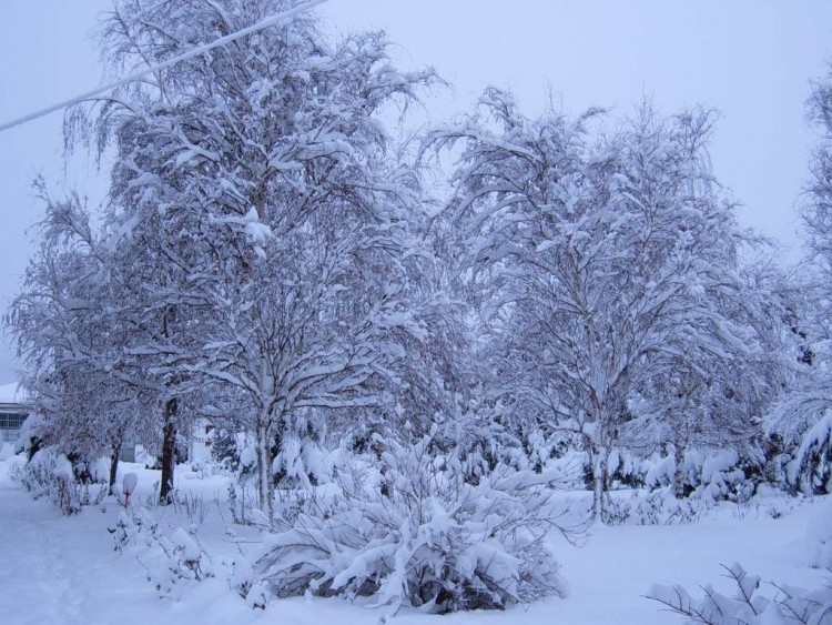 Fonds d'cran Nature Saisons - Hiver Arbres enneigs