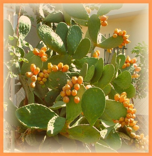 Fonds d'cran Nature Fruits cactus