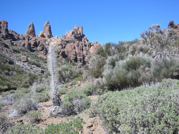 Fonds d'cran Nature Plantes - Arbustes Vgtation sur le Tede (Canaries)