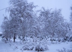 Fonds d'cran Nature Arbres enneigs