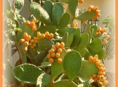 Fonds d'cran Nature cactus