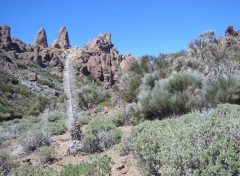 Fonds d'cran Nature Vgtation sur le Tede (Canaries)