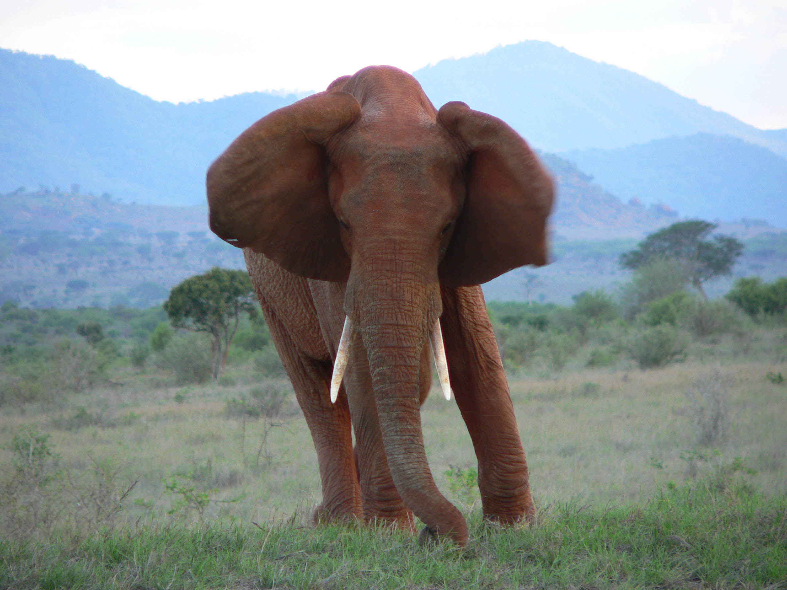 Fonds d'cran Animaux Elphants attention