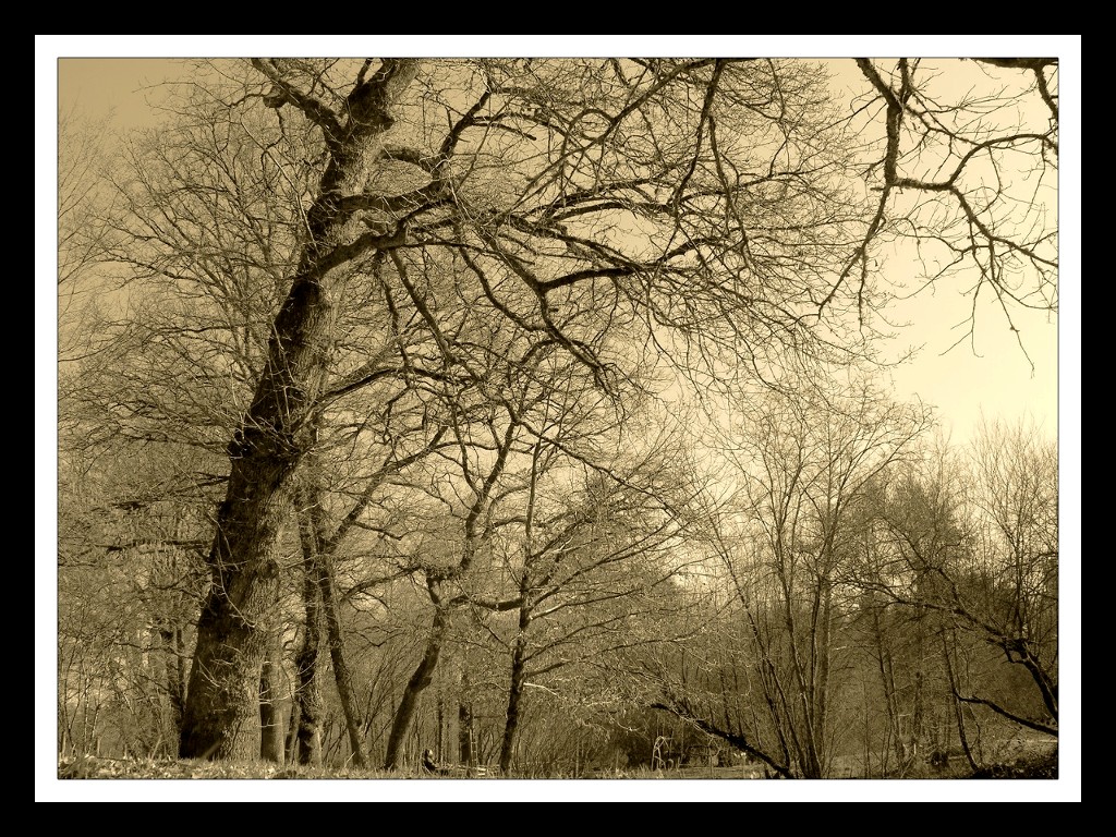 Fonds d'cran Nature Arbres - Forts Noir et blanc