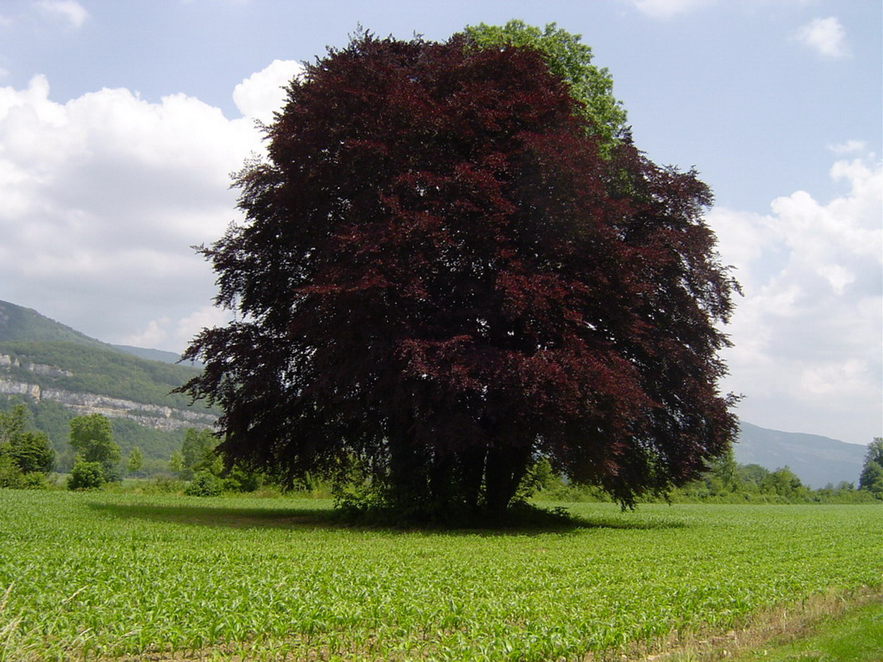 Fonds d'cran Nature Arbres - Forts Vertrieu dans l'Isre