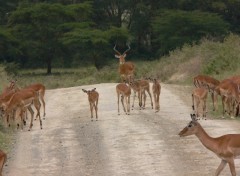 Wallpapers Animals Gazelles- le male et ces femelle