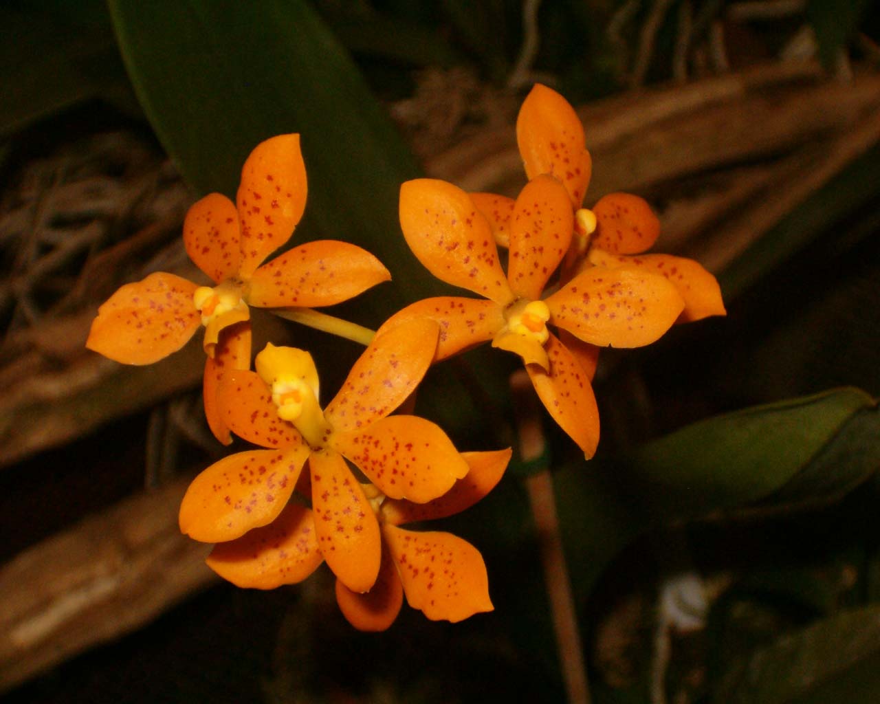 Fonds d'cran Nature Fleurs orchide