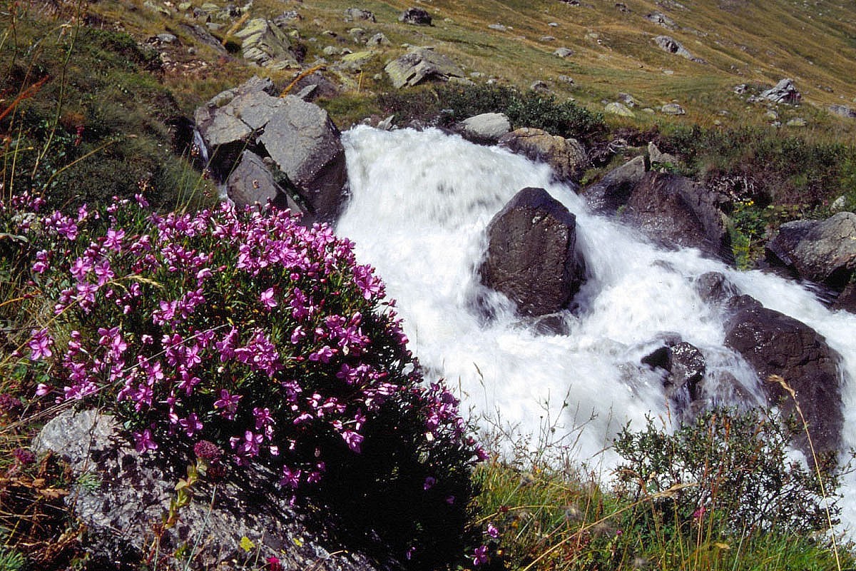 Wallpapers Nature Flowers Flore alpine