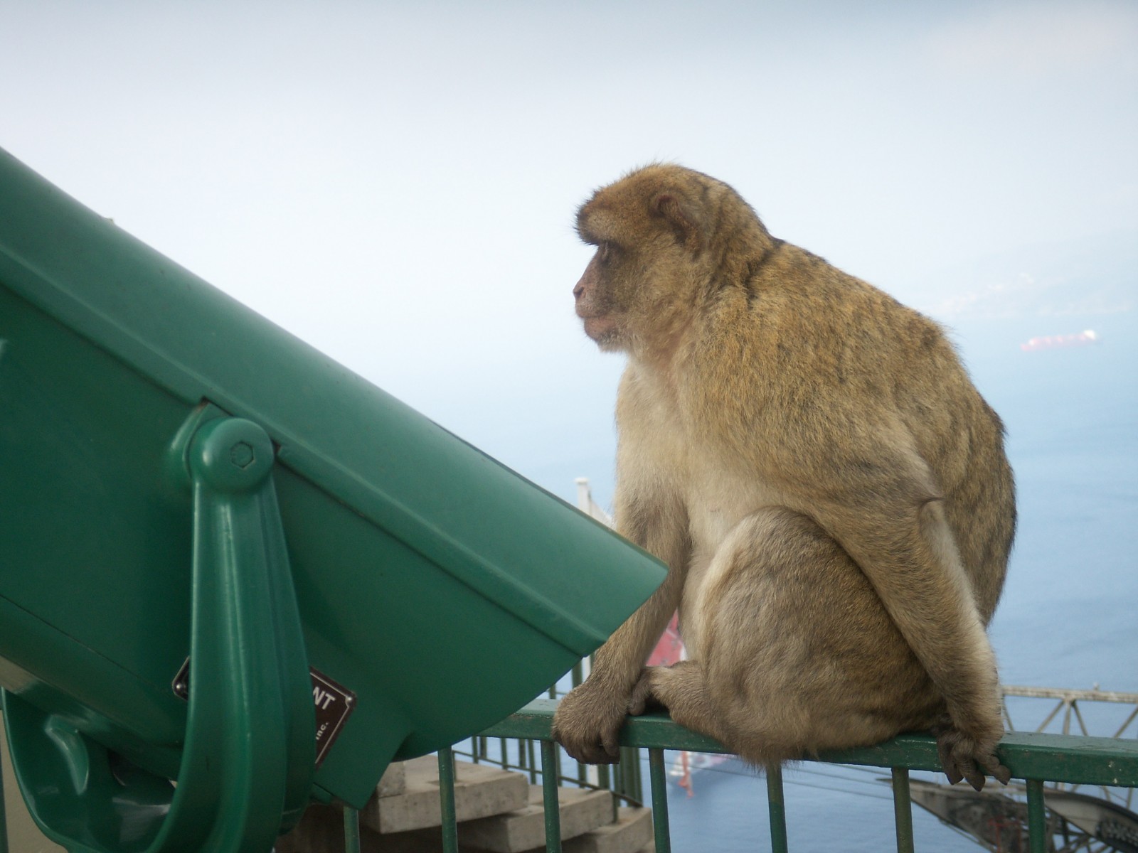 Wallpapers Animals Monkeys Singe en libert  Gibraltar