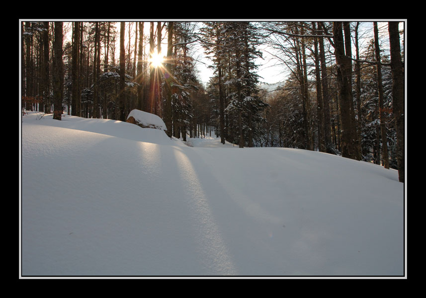 Wallpapers Nature Trees - Forests Dans la fort Vosgienne