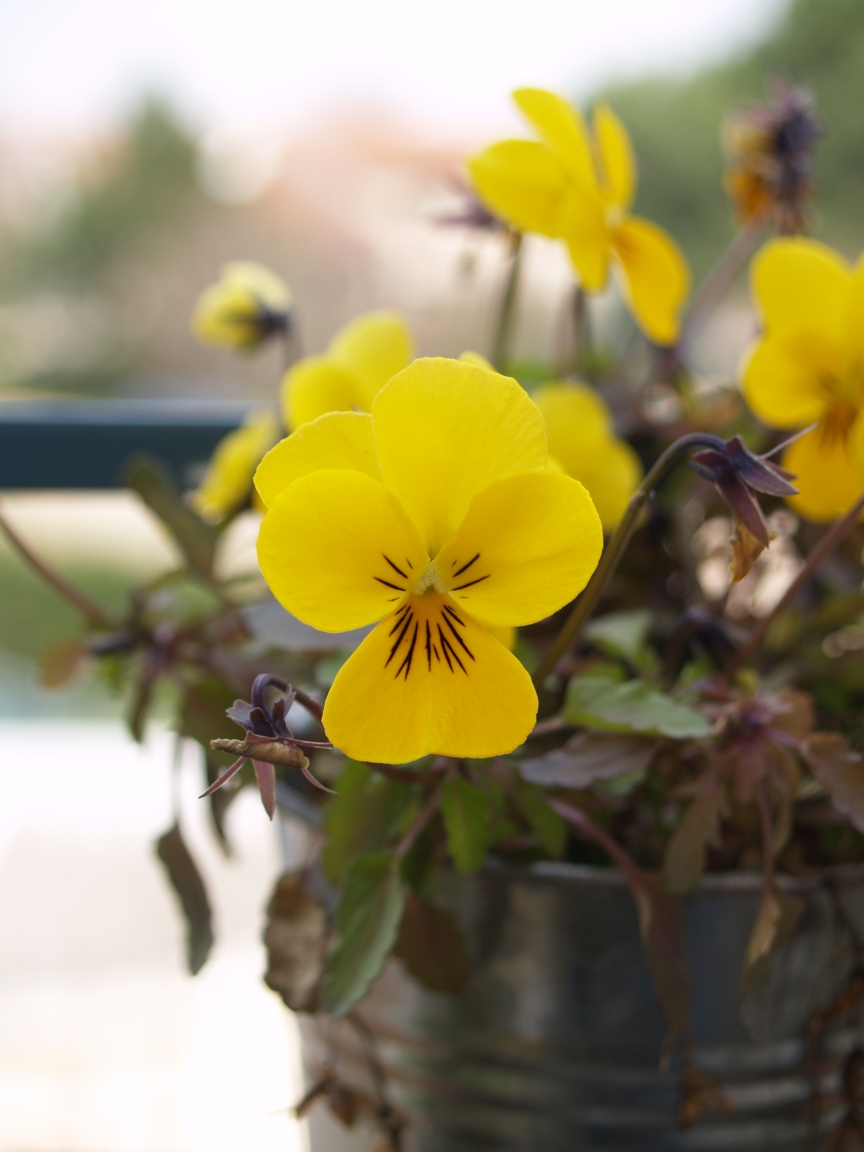 Fonds d'cran Nature Fleurs Une jolie Pense pour toi...