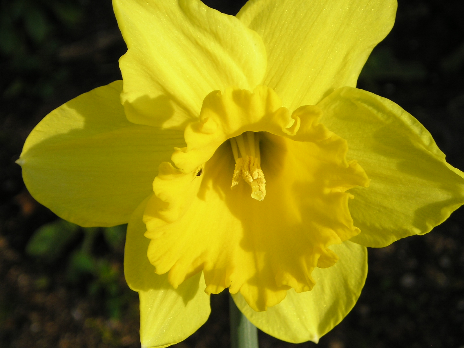 Fonds d'cran Nature Fleurs narcisse