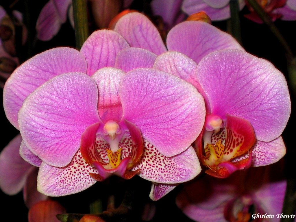 Wallpapers Nature Flowers phalaenopsis